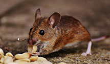 24 Hour & Emergency Exterminators in Adams, ND